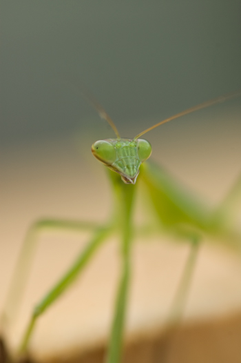 カマキリ.jpg