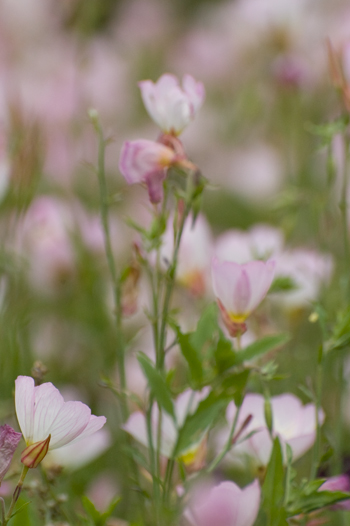 春の花.jpg