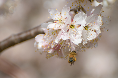 蜜蜂とサクランボの花.jpg