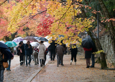 雨の紅葉.jpg