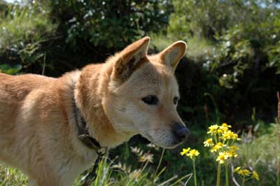 DSC_3812.jpg工場の番犬ジョンと花.jpg