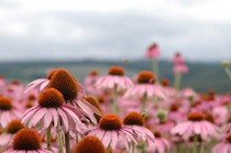 上富良野の花１.jpg