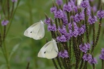 上富良野の花２.jpg