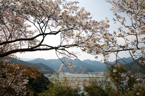 丹鶴城の桜１.jpg