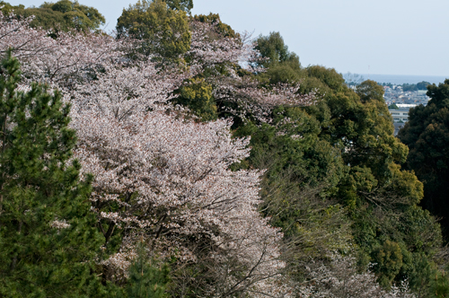 丹鶴城の桜Ⅱ