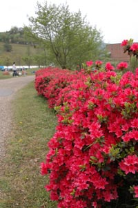 信楽陶芸の森のサツキ.jpg