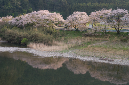 古座川に咲く桜