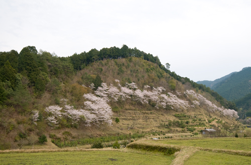 山里に咲く桜