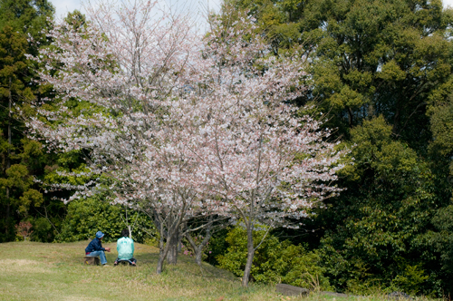 工場に咲いた桜