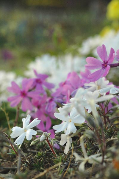 工場に咲いた芝桜.jpg