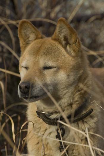 工場の番犬　ジョン.jpg