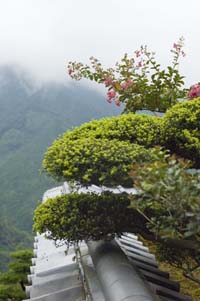 御滝庵の植木.jpg