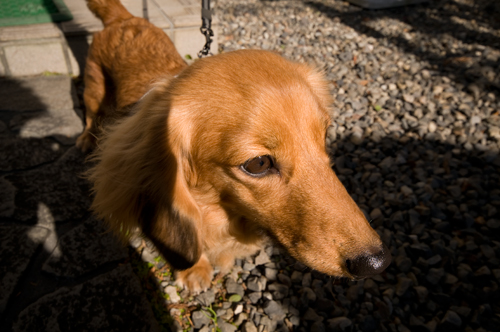 愛犬バーディー.jpg