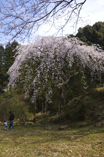 枝垂れ桜と親子.jpg