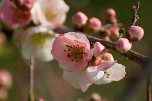 桃の花.jpg