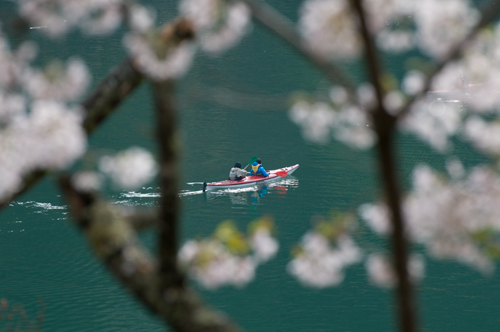 桜とカヌー