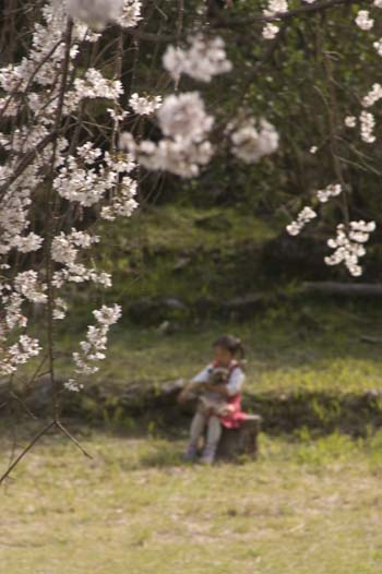 桜と子供.jpg