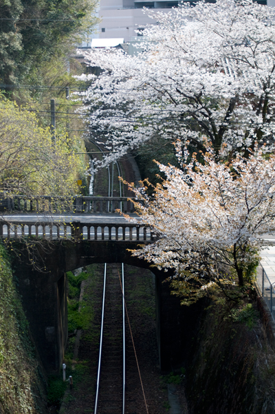 桜と鉄道