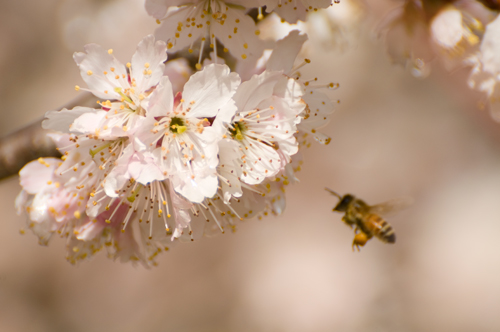 サクランボの花に蜜蜂が・・・.jpg