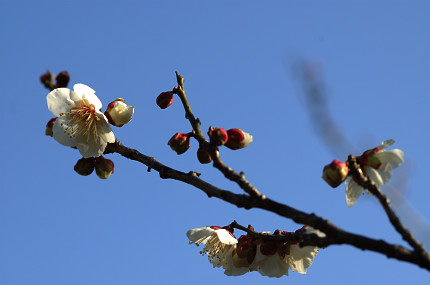 梅の花.jpg