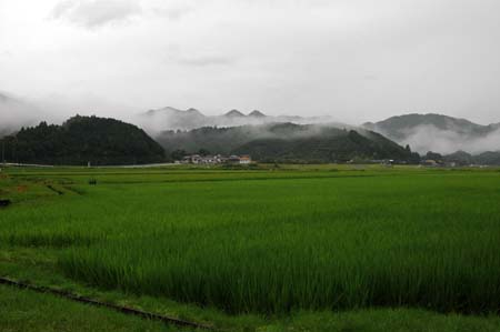 田んぼと梅雨空.jpg