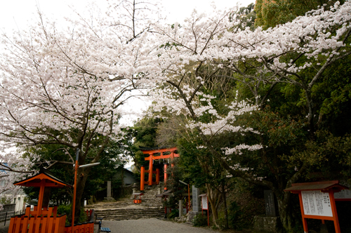 神倉神社の桜