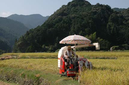 稲刈り風景.jpg