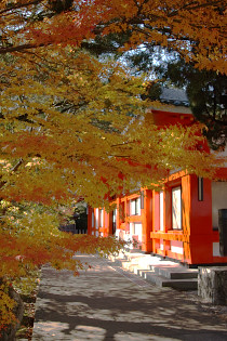 紅葉と神社.jpg