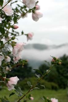 芙蓉と梅雨空.jpg