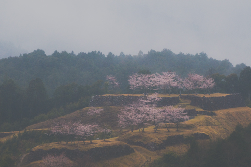 赤木城跡の桜