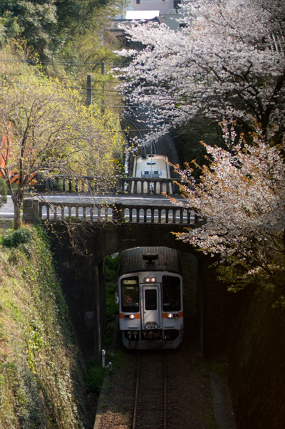 桜と鈍行列車.jpg