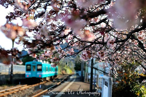 那智駅の緋寒桜