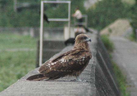 防波堤に鳥.jpg