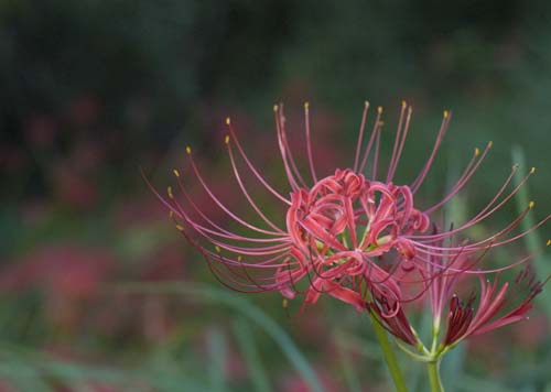 2008,彼岸花.jpg