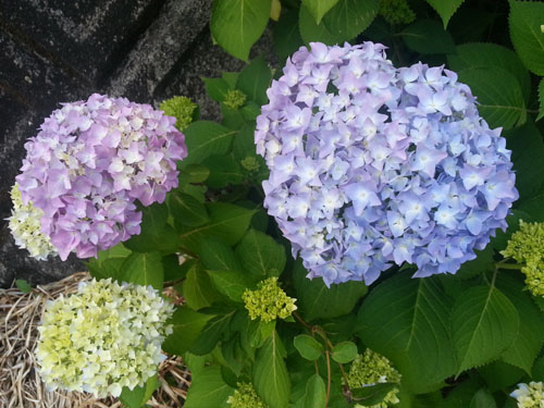 紫陽花が開花