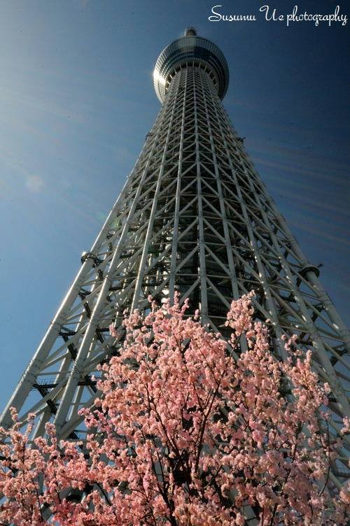 桜と青空、そしてスカイツリー