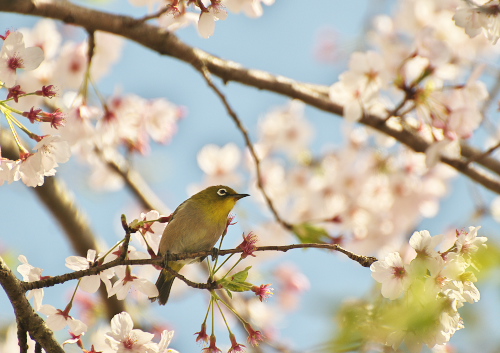 桜とメジロ