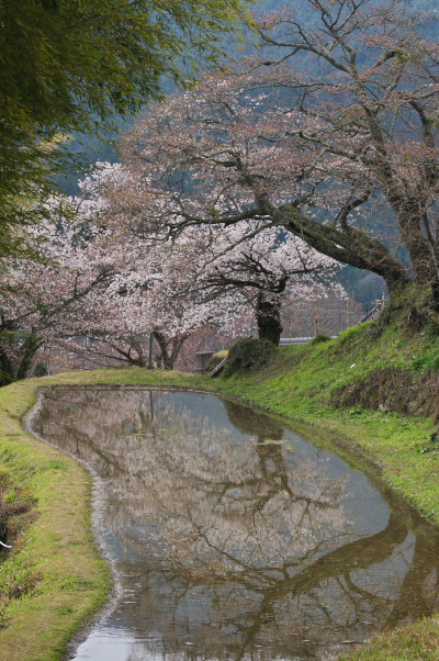 三多気の桜