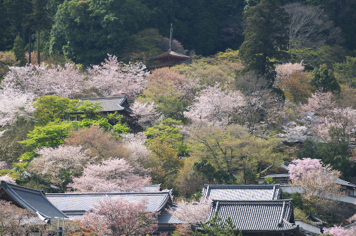 長谷寺五重の塔