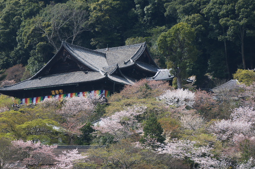 長谷寺２