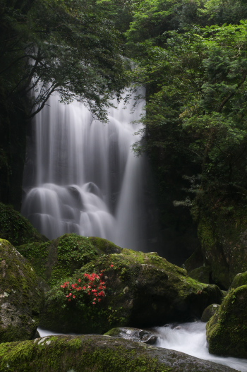 桑の木の滝・縦構図でもう一枚