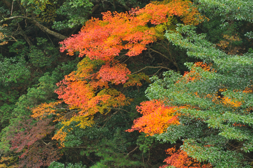 前鬼川の紅葉