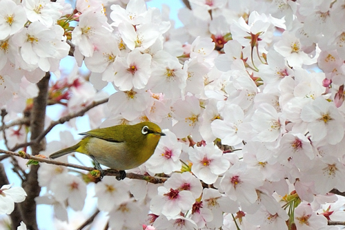 さくら咲く