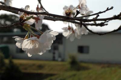 工場に咲く桜２