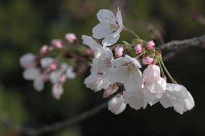 工場に咲く桜