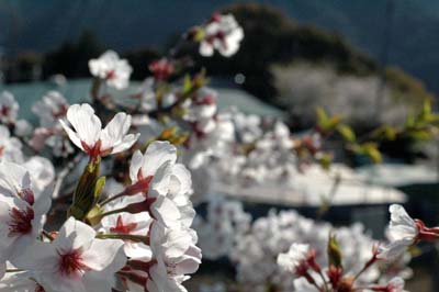 工場に咲く桜３